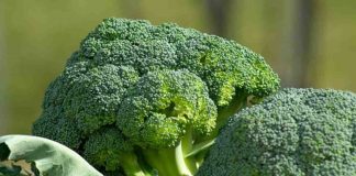 broccoli crudi