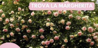 campo di rose margherita