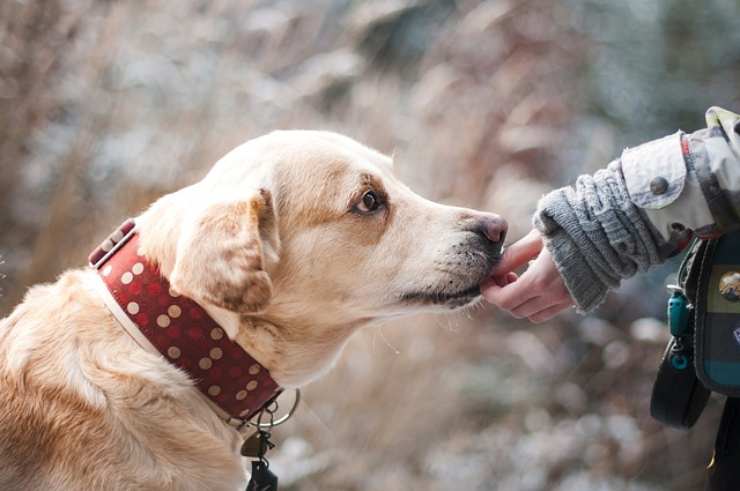 cane coccole