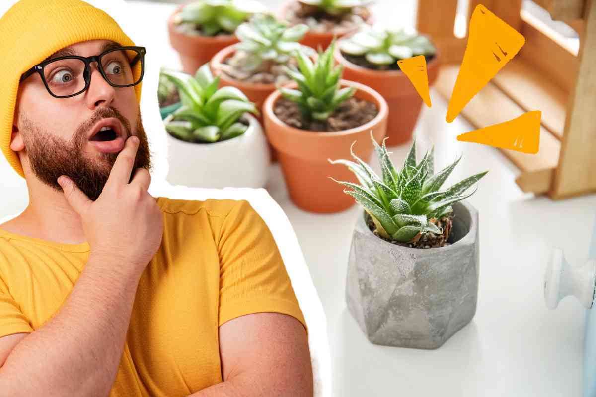 piante appartamento