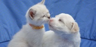 come accogliere cuccioli in casas