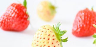 Quali sono le caratteristiche delle fragole bianche
