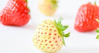 Fragole bianche sai cosa sono? Ecco le loro caratteristiche ed il loro incredibile sapore