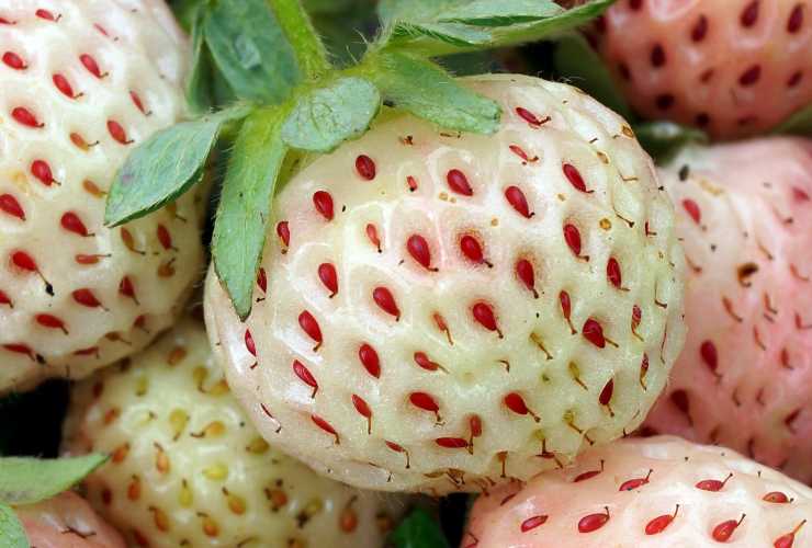 Quali sono le caratteristiche delle fragole bianche