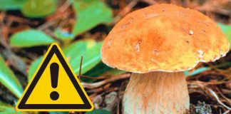 Funghi malattie uomo