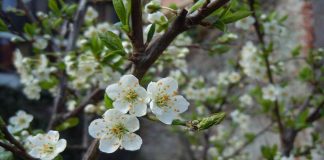 Pasquetta: come è nata e perchè si festeggia?