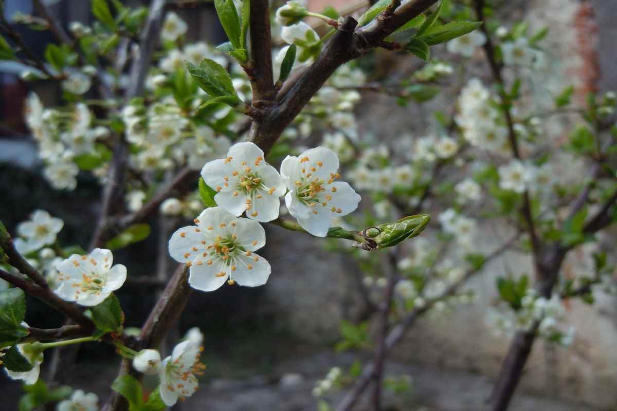 Pasquetta: come è nata e perchè si festeggia?