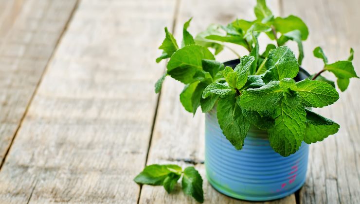 menta come coltivarla in casa 