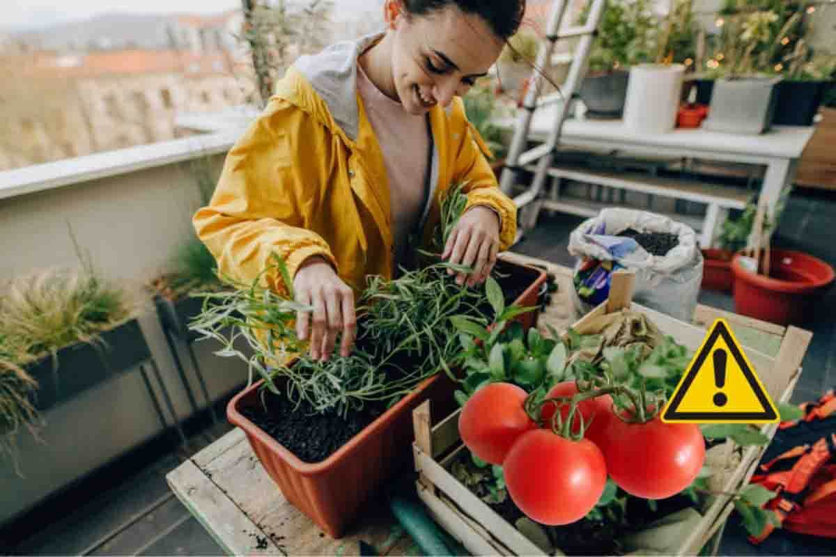 Pomodori sul balcone attenzione al periodo