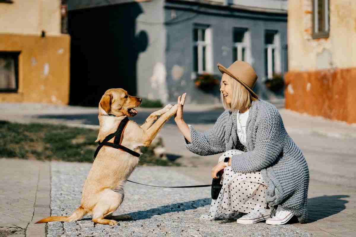 cane donna intesa