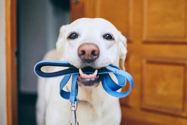 Portare un cane a spasso: gli errori