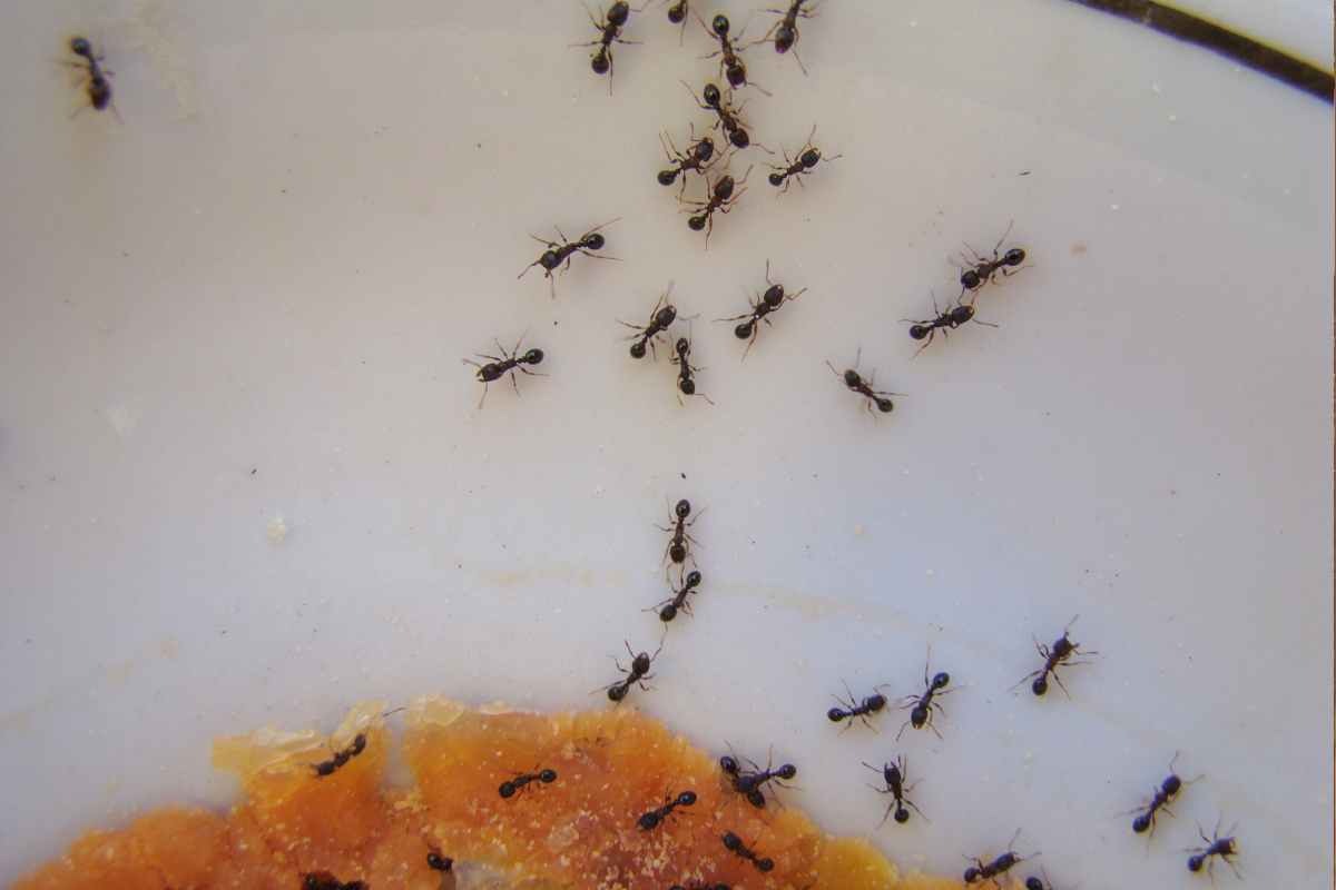 Formiche e scarafaggi, come liberarsene