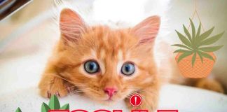 gatti piante tossiche da rimuovere
