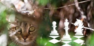gatto scomparso cosa fare