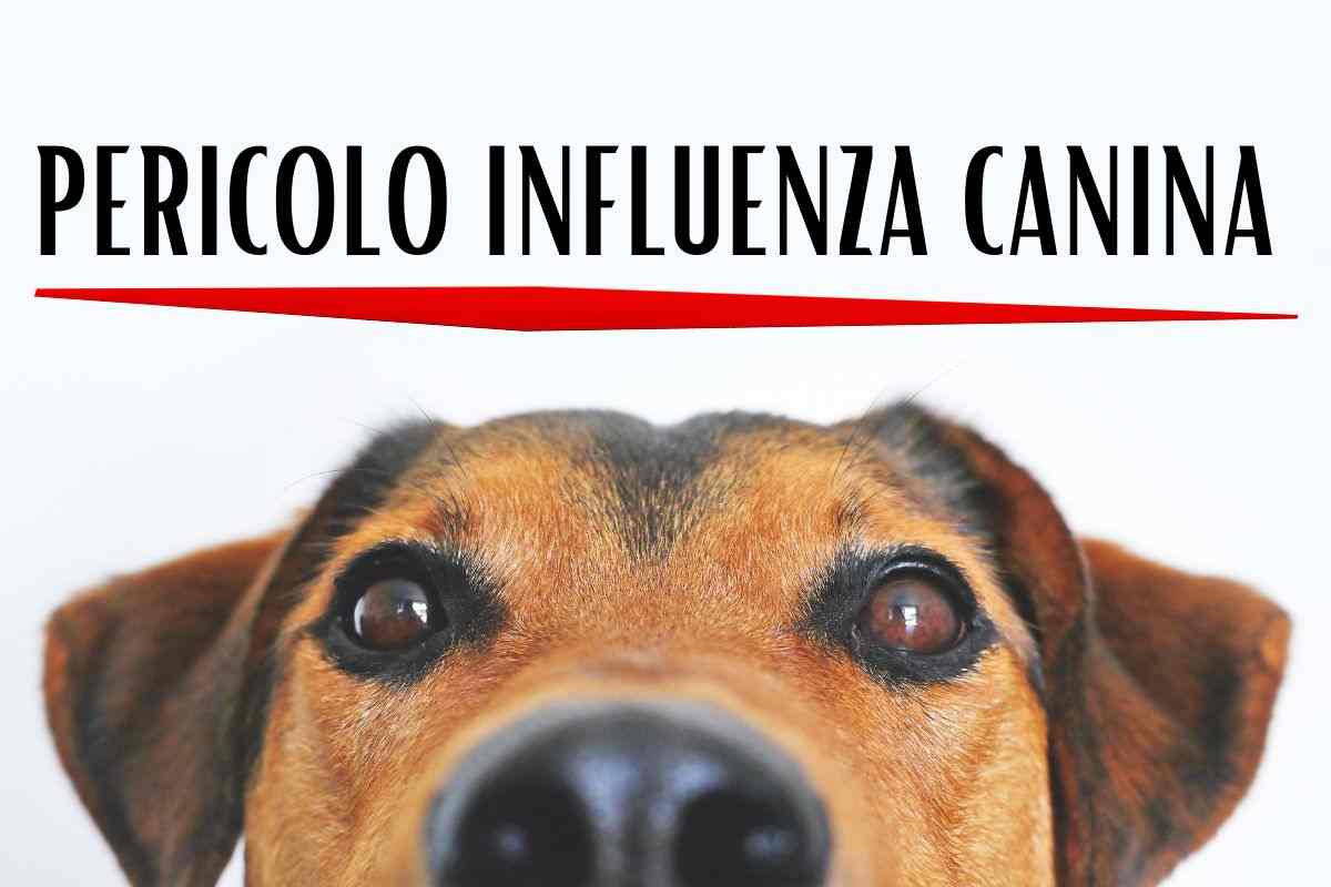 influenza aviaria e canina