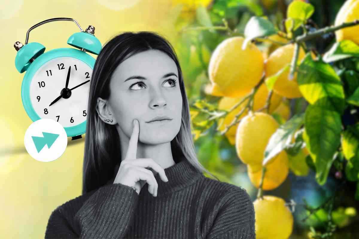 Limoni: i trucchi per la crescita