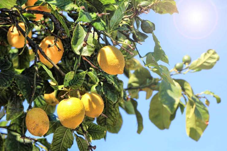 Limoni: i trucchi per la crescita