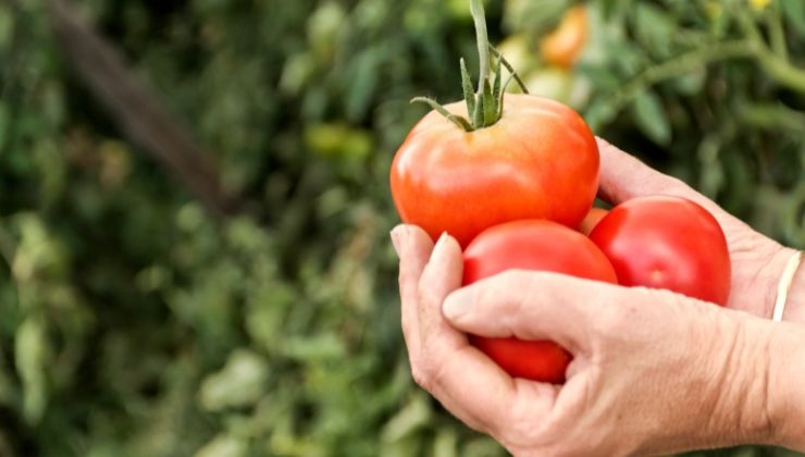 Il mese giusto per piantare i pomodori