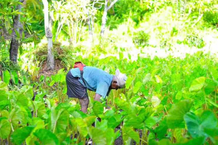 ewg stila un report con i frutti più contaminati del 2023