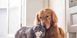 Come riconoscere zecche nei cani e nei gatti