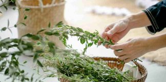 piante aromatiche come coltivarle