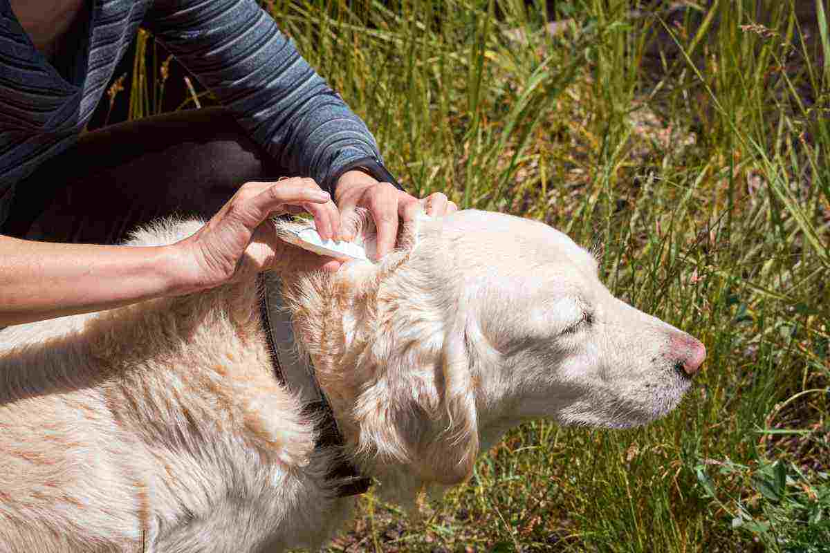 Zecche cani e gatti, come riconoscerle