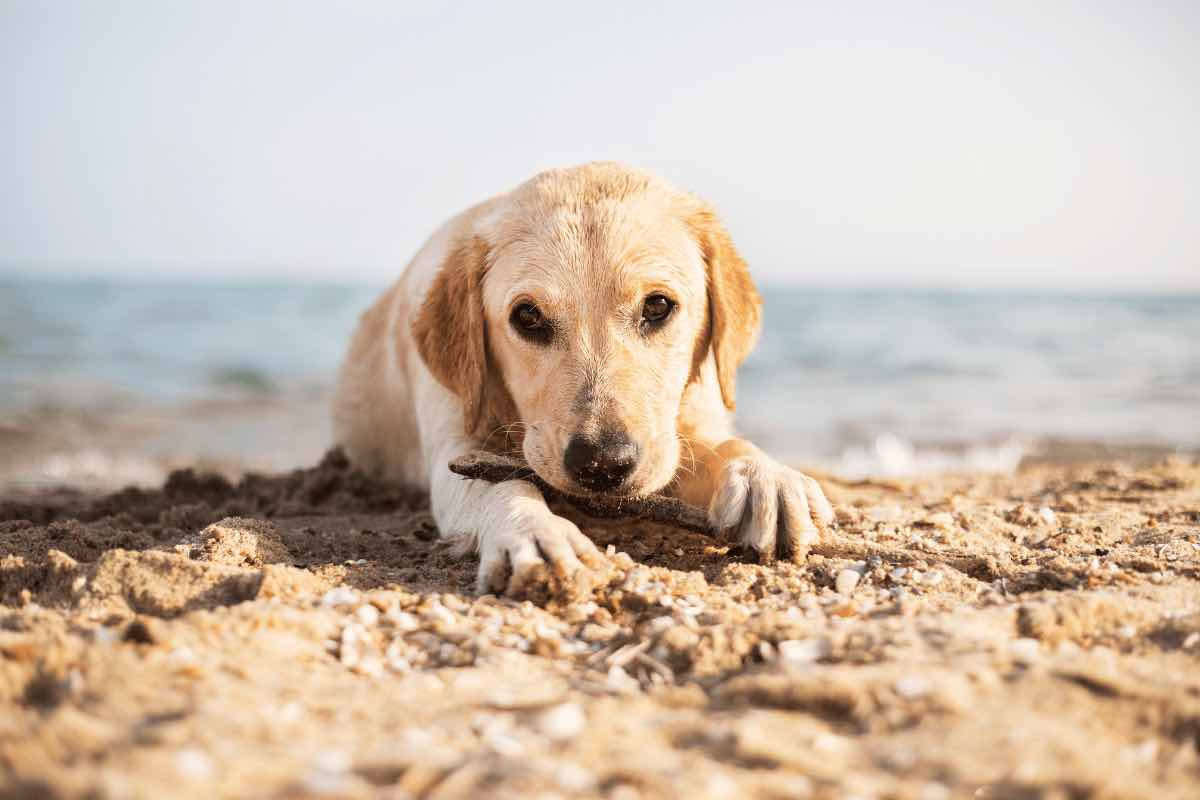 Spiaggia, vacanze con il cane