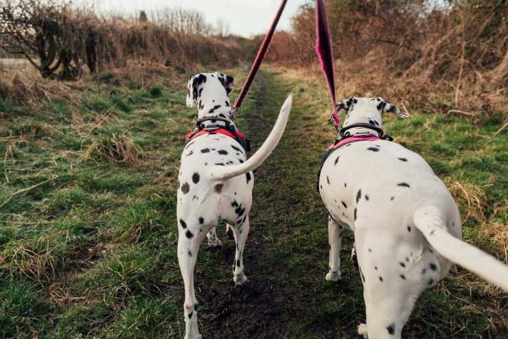 cane che scodinzola cosa significa