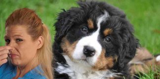odore cani addio