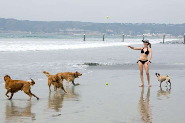 vacanze con il cane ecco dove