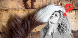 coda del cane: cosa significa quando la muove