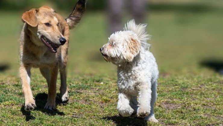 ritardare l'invecchiamento dei cani