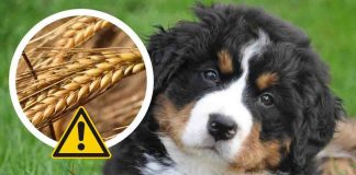 forasacchi nel cane cosa fare