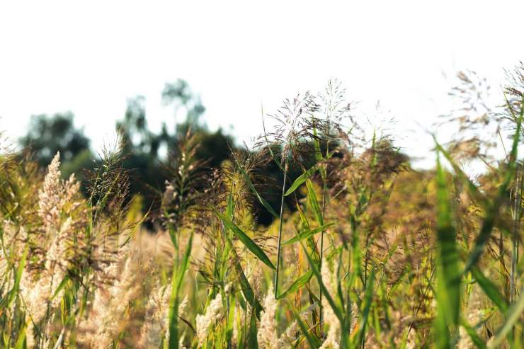 forasacchi cane cosa fare