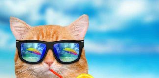gatti si possono portare al mare