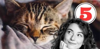 gatti maschi caratteristiche