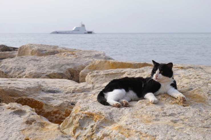 gatti si possono portare al mare 