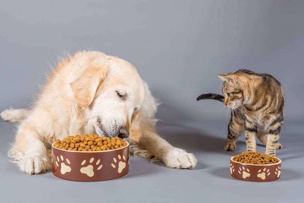 gatto mangia cibo cane