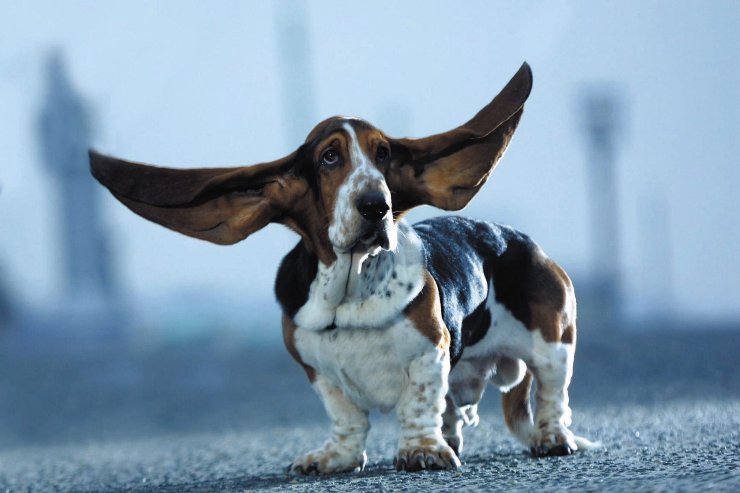 cane al mare: asciugare orecchie