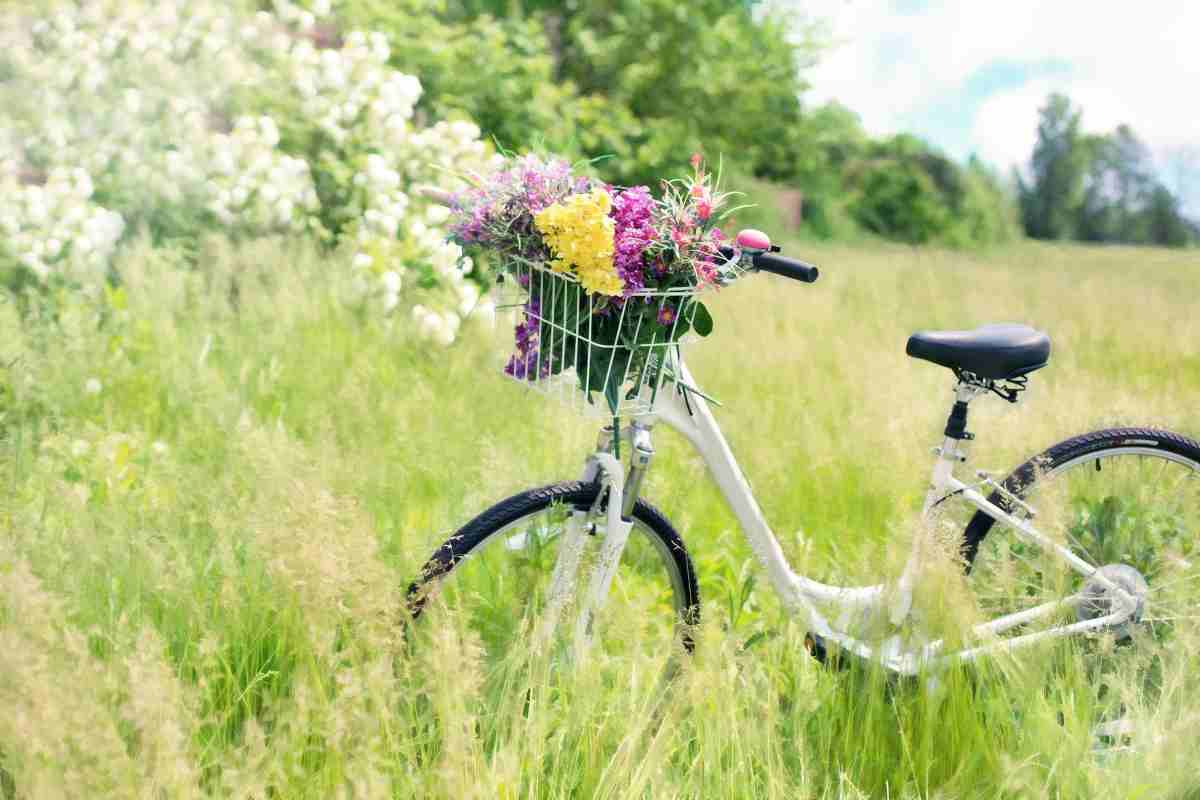 Sono i cani a scegliere la velocità a cui andare col bikejoring