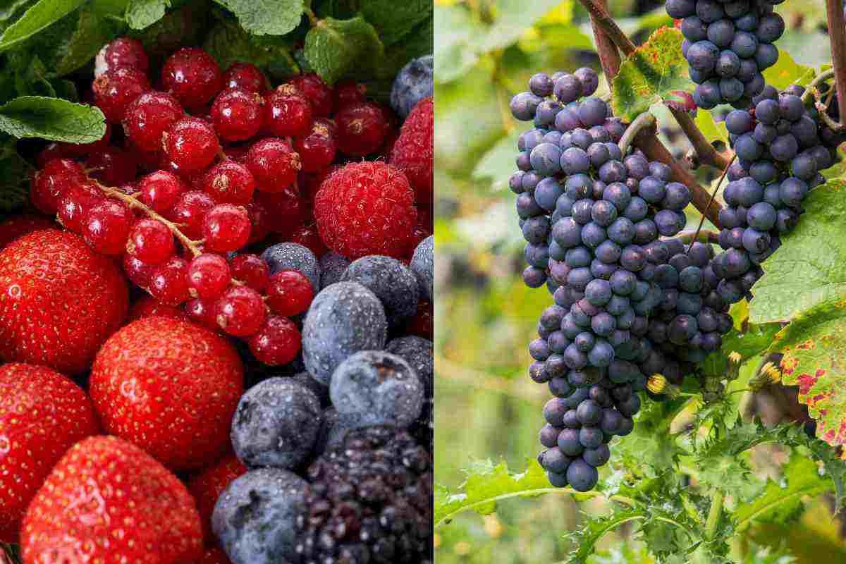 Frutti di bosco e uva, ideali per chi è a dieta