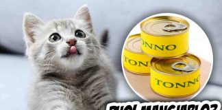 i gatti possono mangiare il tonno in scatola