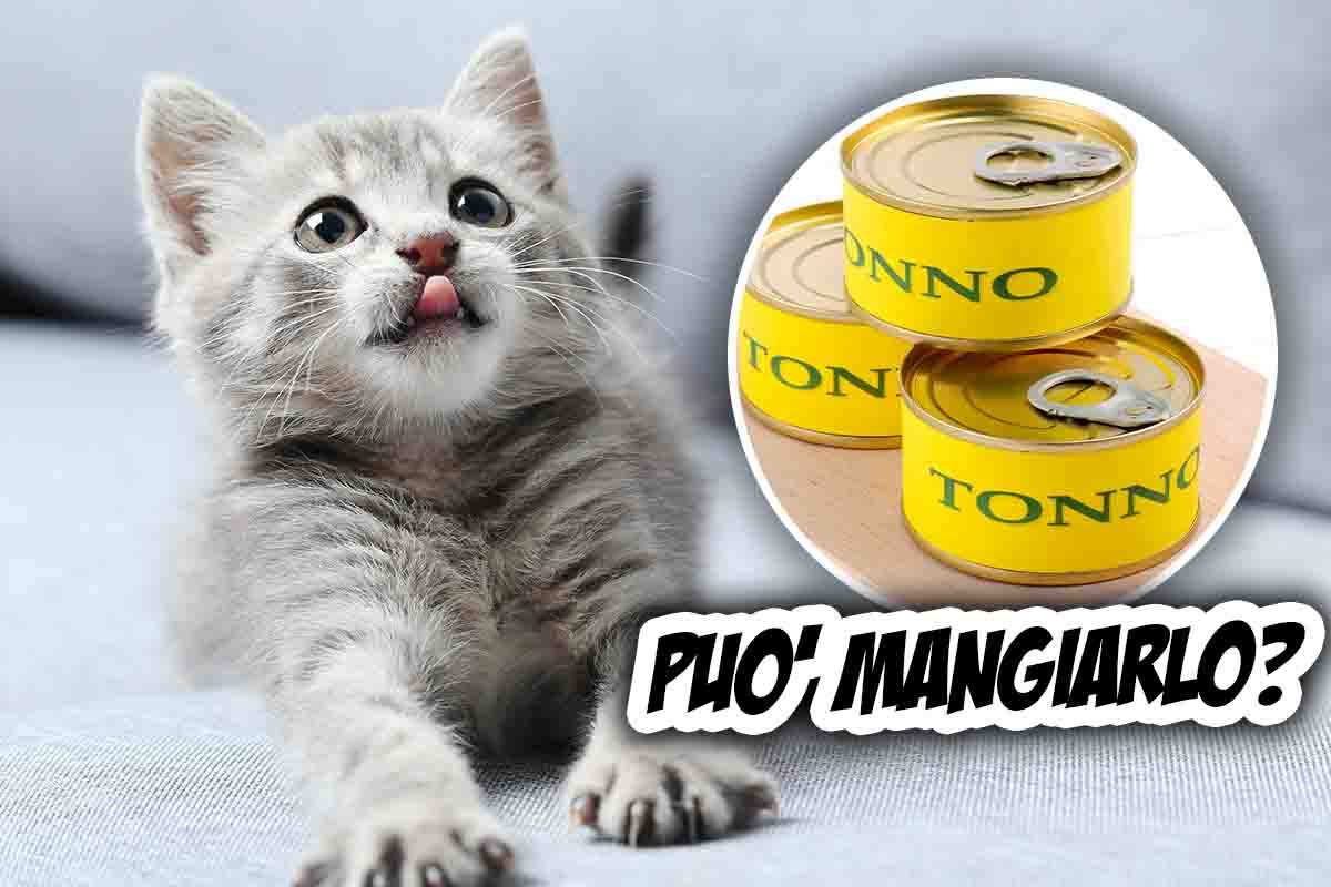 i gatti possono mangiare il tonno in scatola