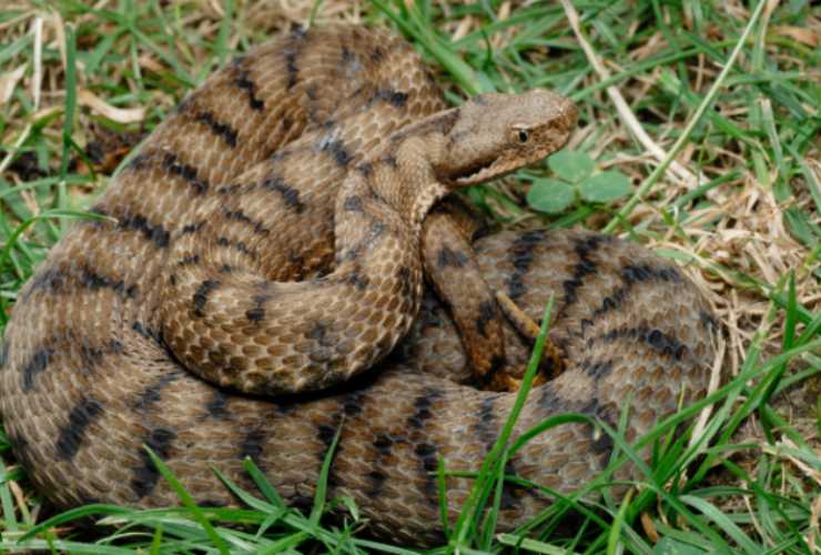 Vipera 