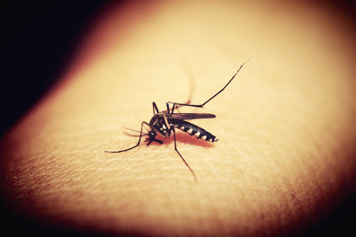 Lotta zanzare rimedi