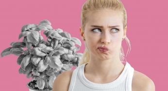 E’ così che rovini tutto: l’errore che fanno in tanti (troppi) con la piantina di basilico