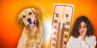 Proteggi il cane dal caldo