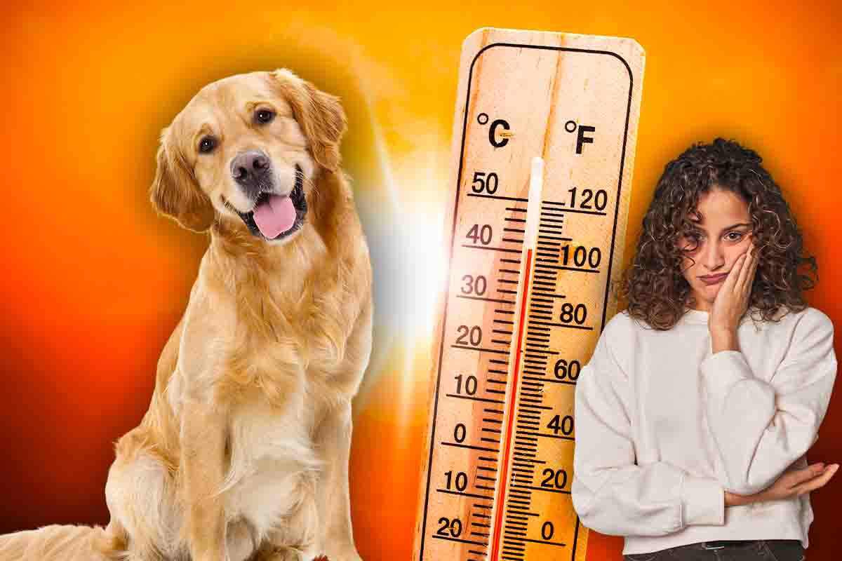 Proteggi il cane dal caldo
