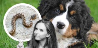 cane morso da vipera che fare