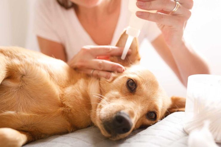 Cane, allarme forasacchi